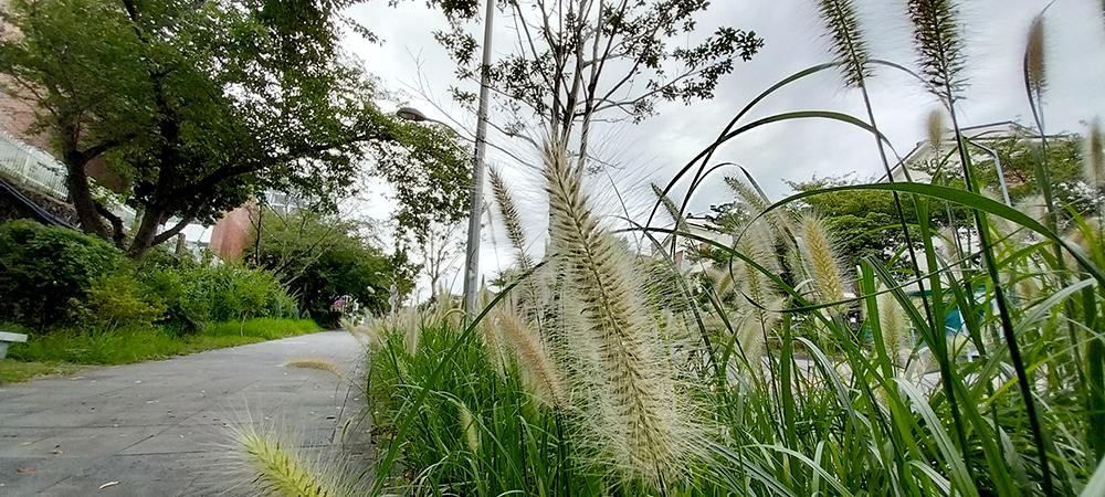 신시가지 수크령과 풀벌레