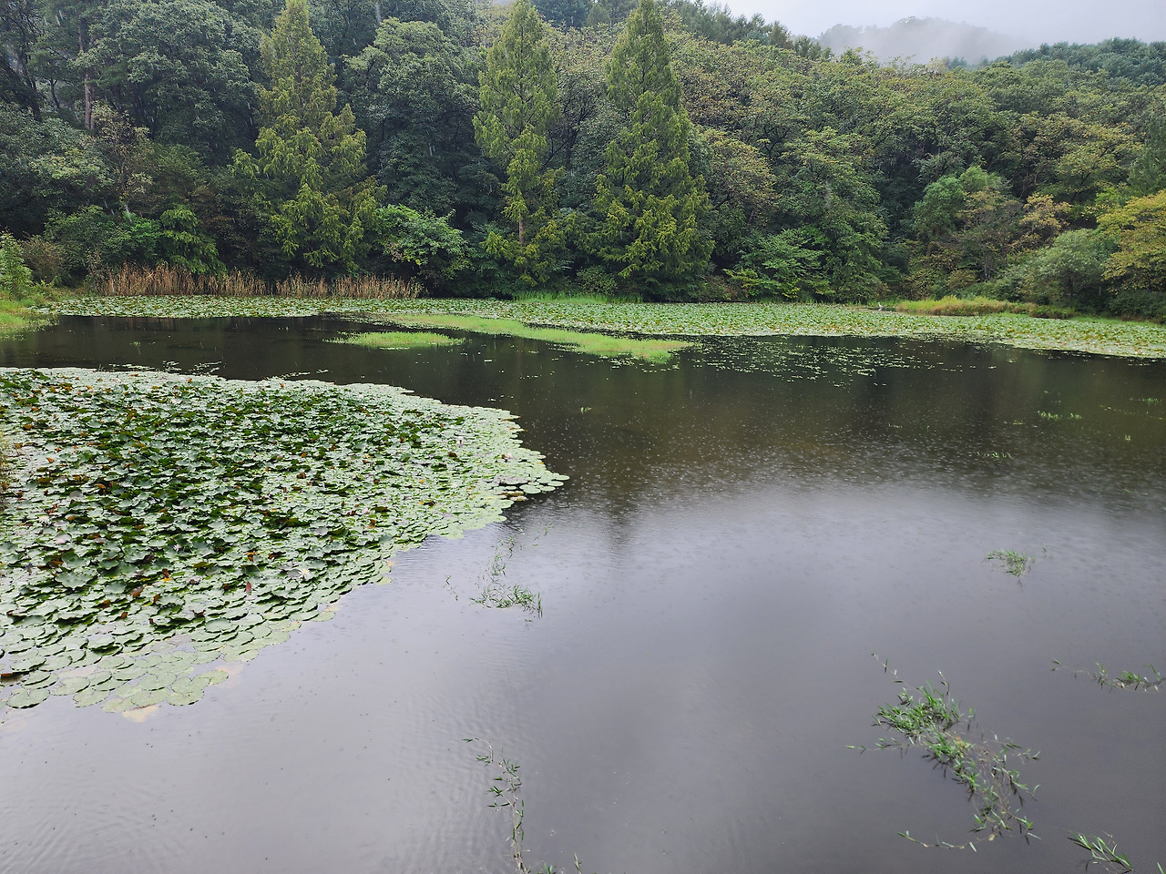 포천 가볼만한곳 베스트10 - 광릉수목원