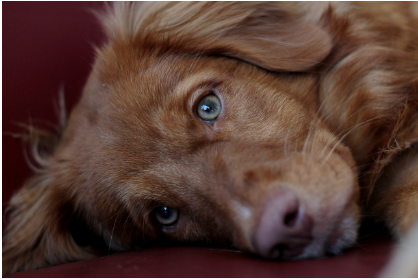 강아지 눈물 자국 원인과 관리법 - 미용이 아니라 건강 신호입니다