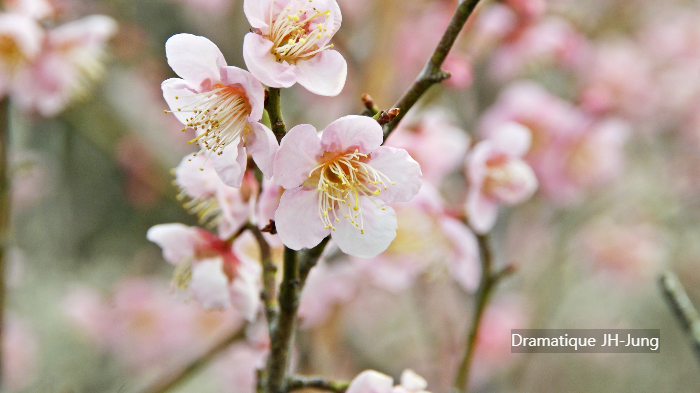 봄의전령 매화