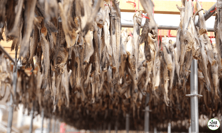 덕장에서-명태를-말리는-모습