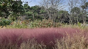 화성_우리꽃식물원_국화전시회