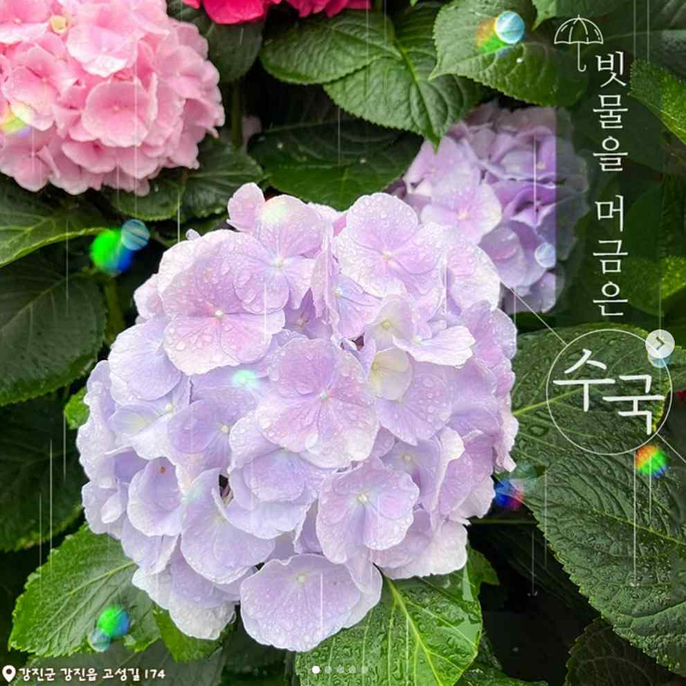 강진 수국축제