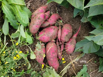 고구마 재배 달력 모종심기 관수 잡초 수확 큐어링_2