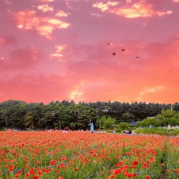 2025 원주 용수골 꽃양귀비축제 ❘기간, 일정, 체험 및 프로그램 정리