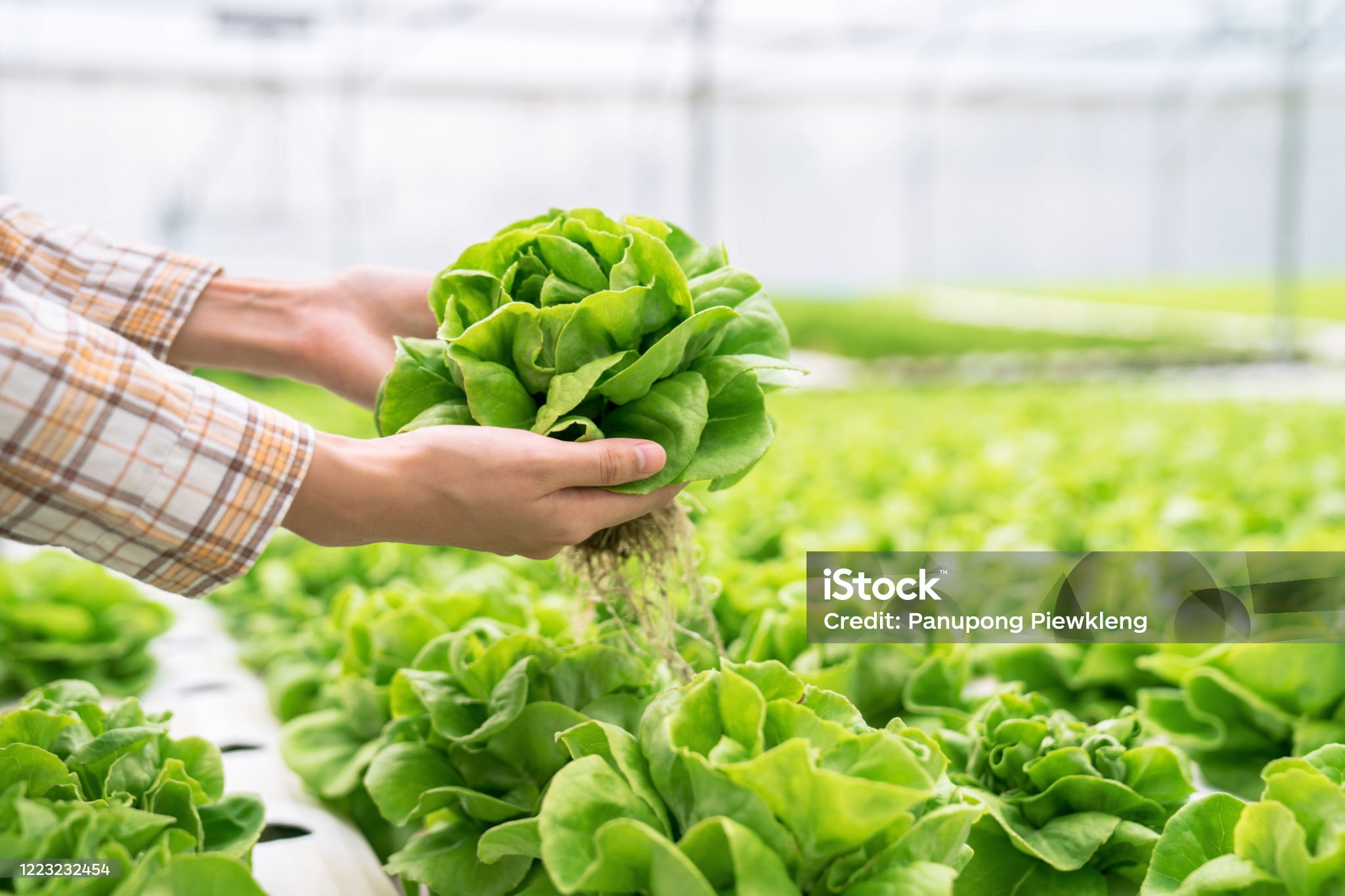 실내스마트팜 병해충