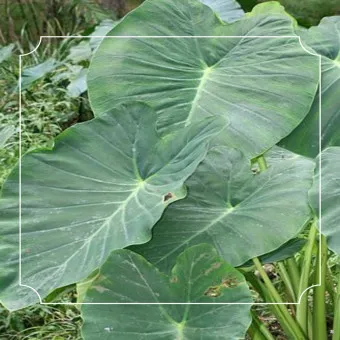 토란 심는시기 재배법 파종시기_2