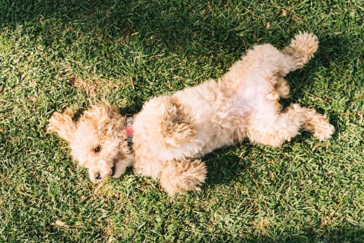 누워있는 암컷 강아지