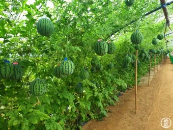 수박 재배 접목 선택 순 따기 당도 올리기_11