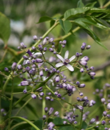 멀구슬나무 꽃1