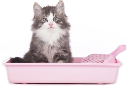 화장실에 앉는 아기 고양이.