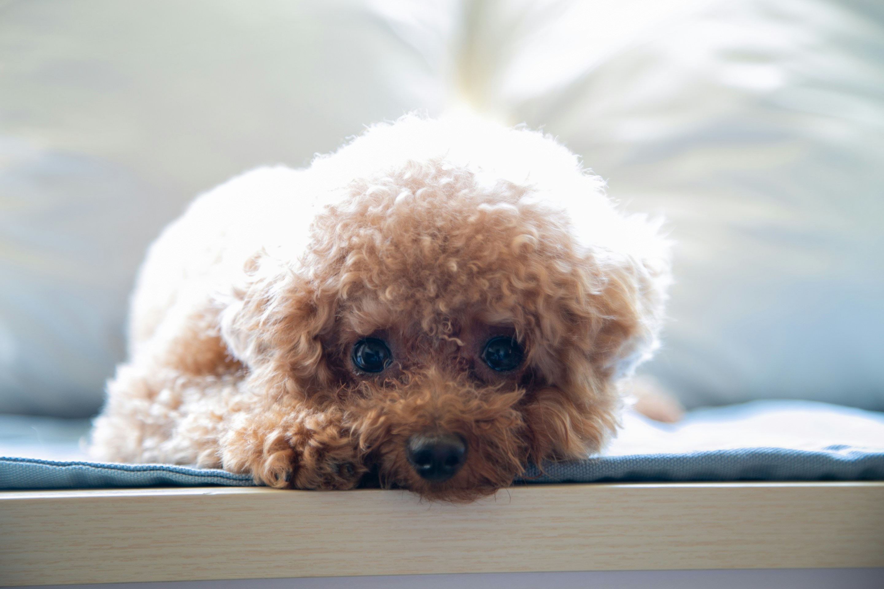 주인과 눈맞추는 강이지