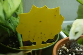 화분 뿌리파리 생기는 원인과 퇴치법 완벽 정리_9