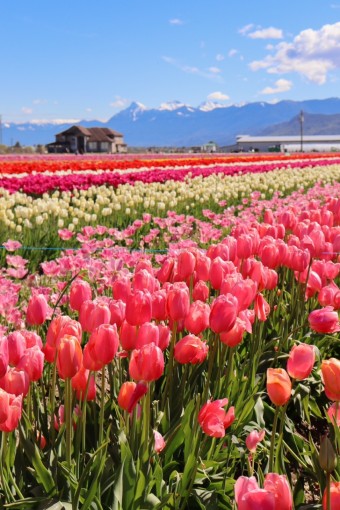 🌷 2025 국내 튤립 축제 BEST 5 (인생샷 명소 & 추천 여행 코스 포함!)