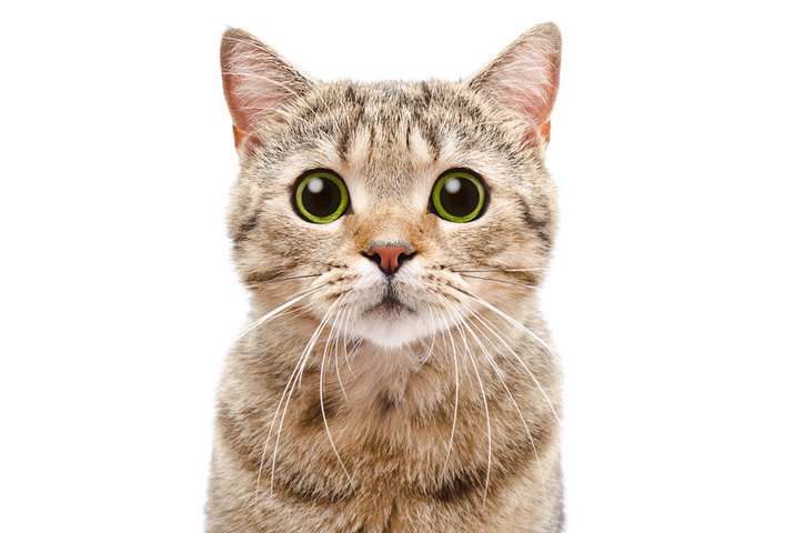 고양이 꿈 해몽 [새끼 고양이&amp;#44; 검은 고양이&amp;#44; 고양이 보는 꿈 등 ] 