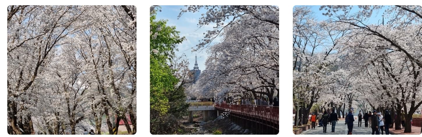 [지역 축제]가평 에덴벚꽃길 벚꽃축제❘축제 기간, 일정, 체험 행사, 먹거리, 포토존