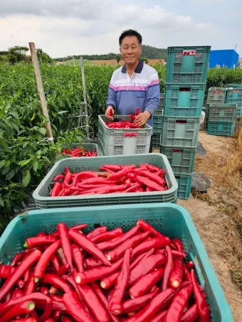 고추 재배 모종 고르기 지주 설치 시비 요령_3