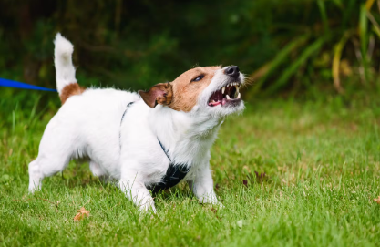 개에게 물리면?