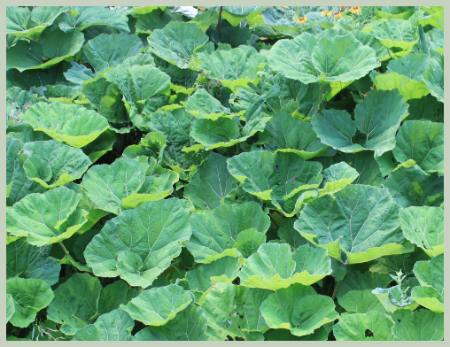 머위 효능과 부작용