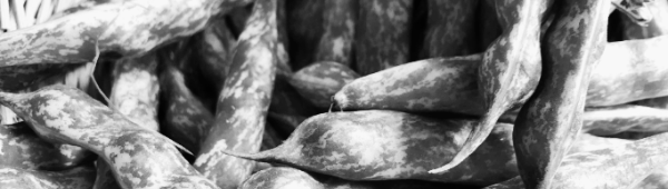 호랑이콩 보관방법: 적절한 보관 기간 준수