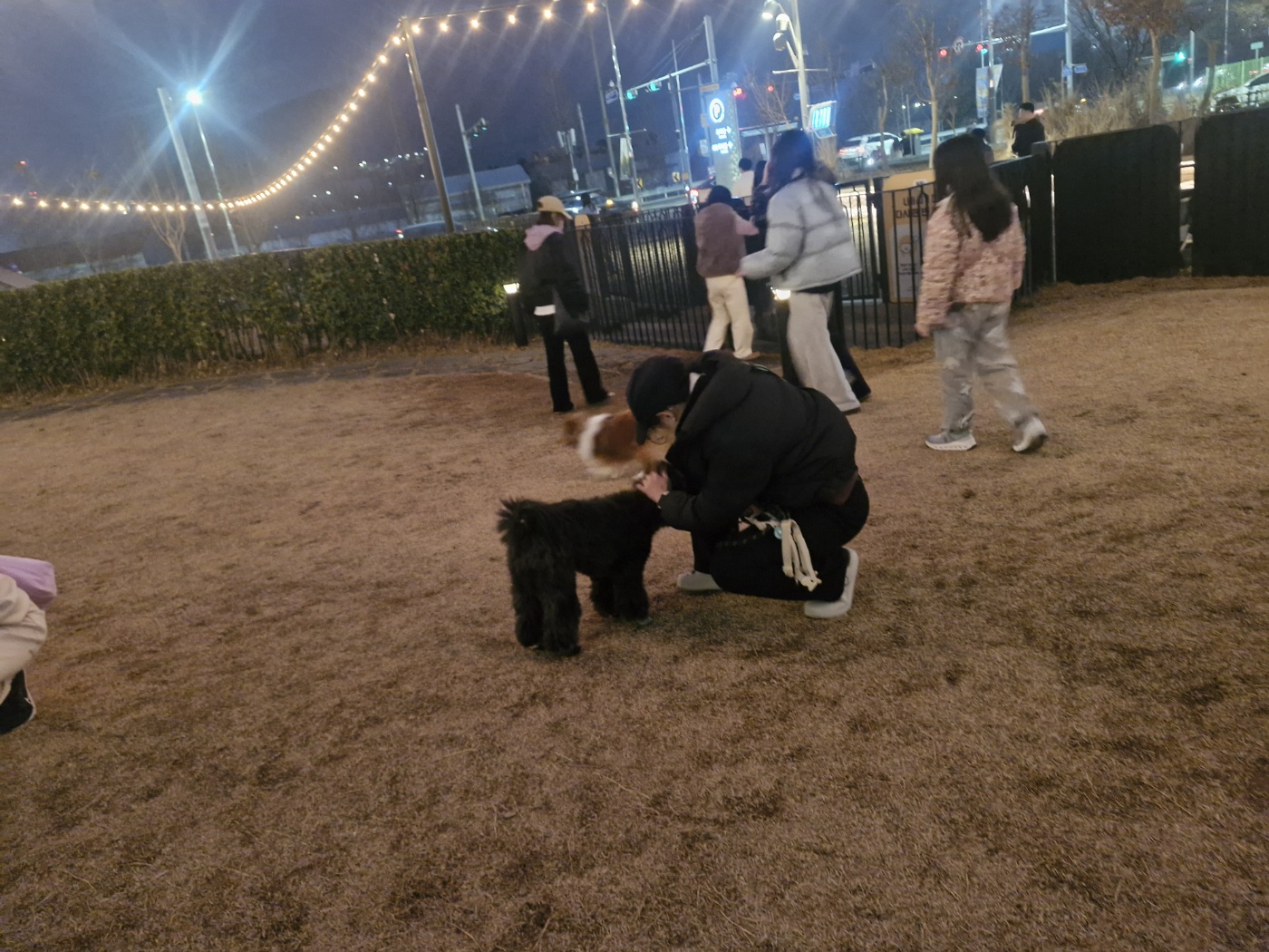 강아지 새벽에 토하는 이유 정리