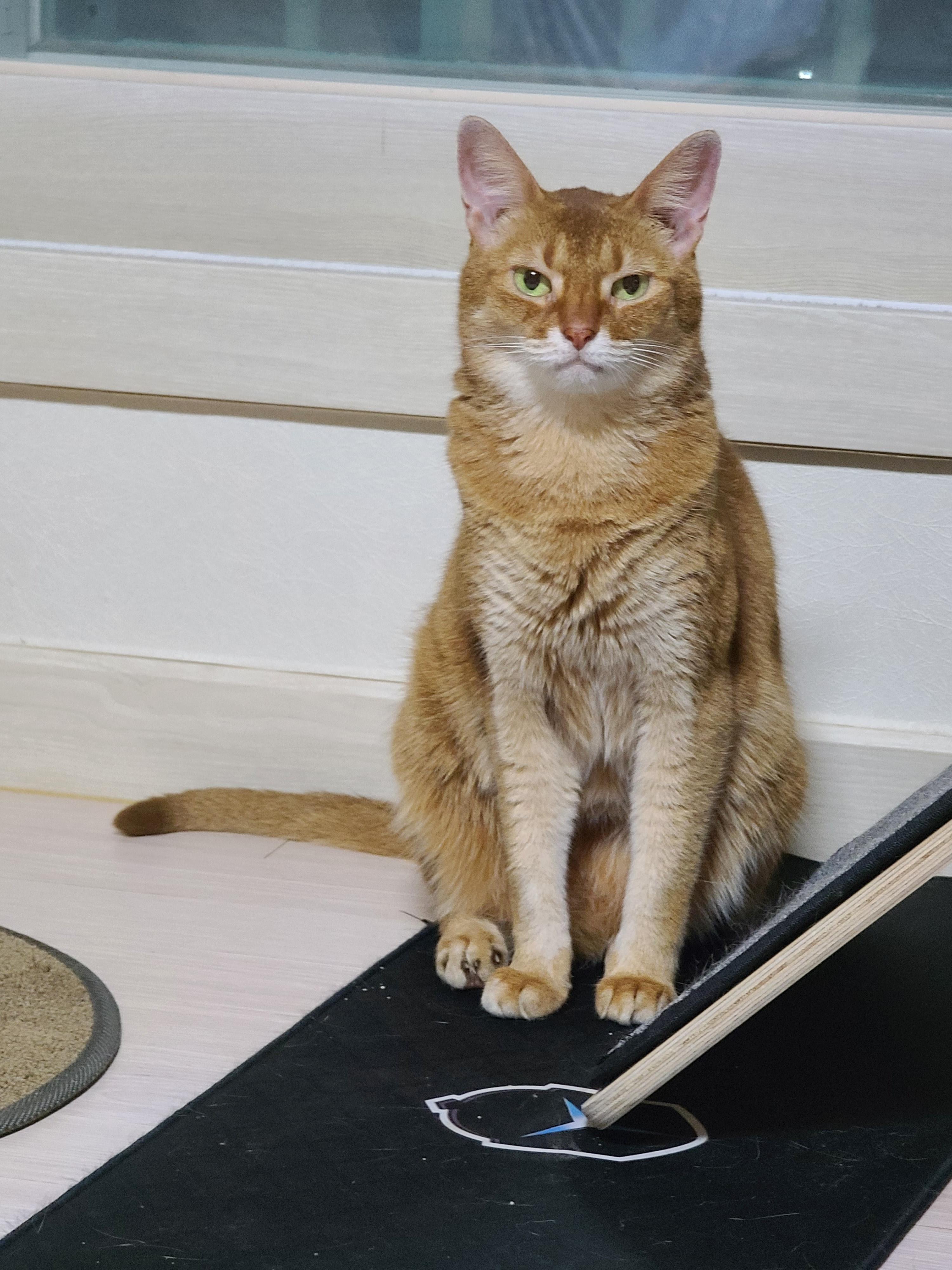 고양이에게 먹이기 쉬운 닥터레이 오메가-3 (feat.아홉마리 고양이들 반응)