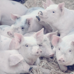 아프리카 돼지열병 관련주 백신 대장주 TOP9