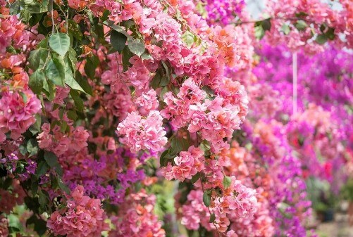 제주 한림공원 수선화 축제가 23년 1월 21일부터 2월 19일까지 제12회 수선화축제를 개최합니다. 1월부터 12월까지 365일 꽃을 관람할 수 있고 테마 별로 공간도 있어서 볼 거리가 많습니다.