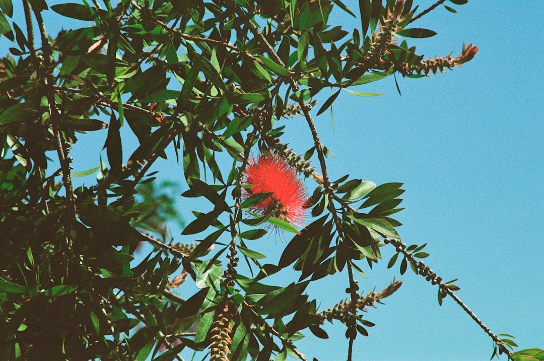 Red ginseng
