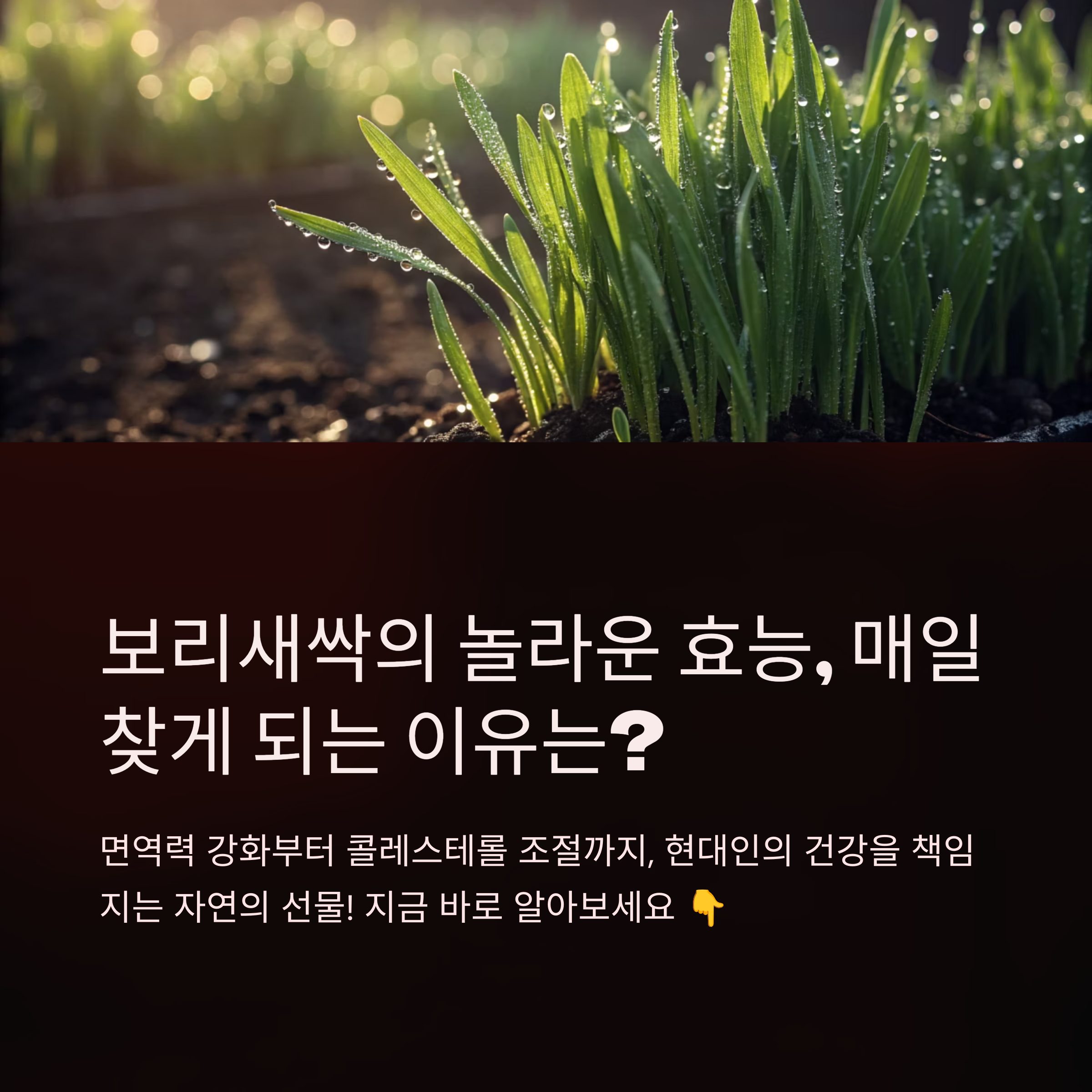 보리새싹