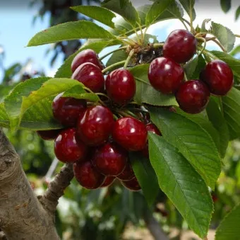 체리나무 재배법 건강한 과일 나무 키우기_2
