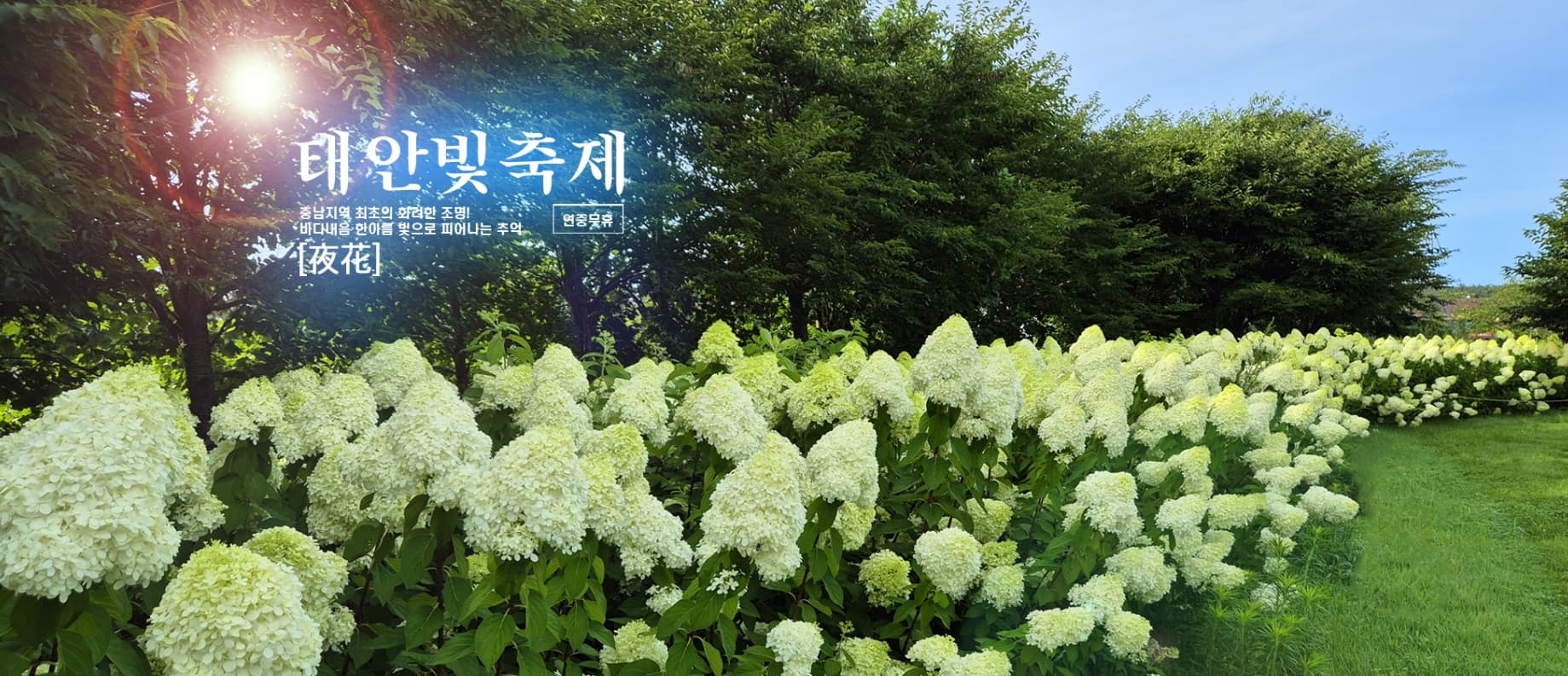 [지역 축제]태안 빛축제｜낮엔 꽃구경, 밤엔 불빛 나들이