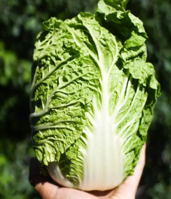 김장배추 절이는 법