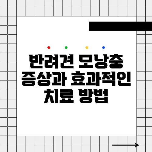 반려견 모낭충 증상과 효과적인 치료 방법