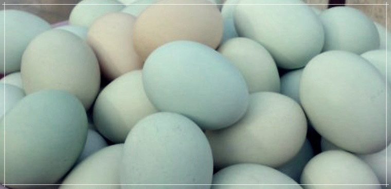 청란의 효능, 먹는 방법, 그리고 가격에 대하여