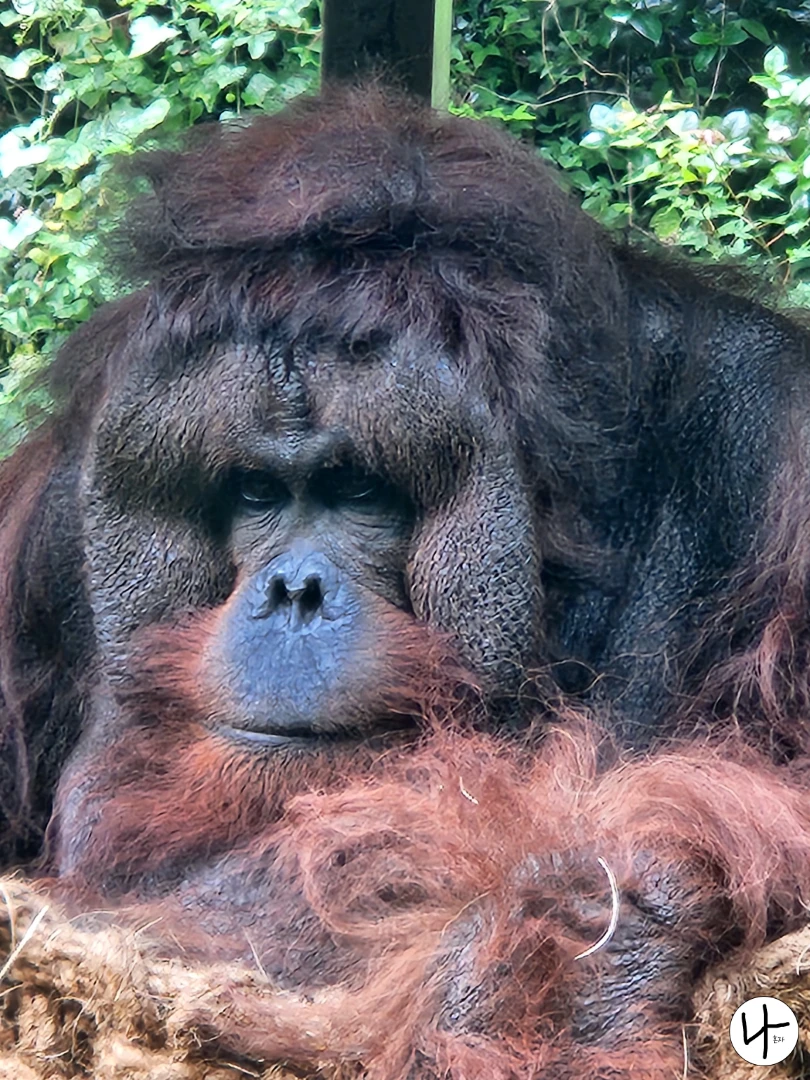 무언가-바라보는-오랑우탄-얼굴