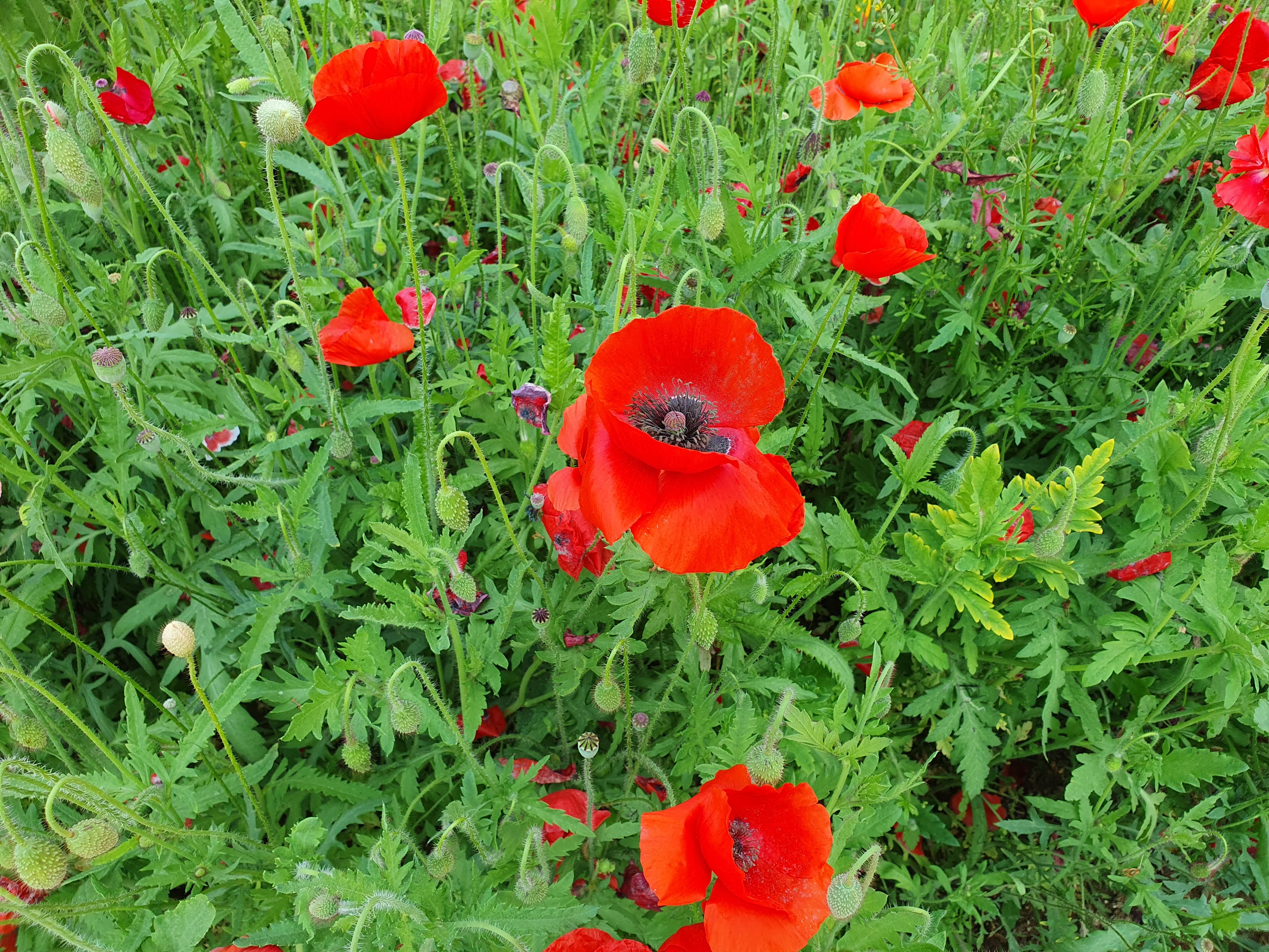 태화강 국가정원 입장료