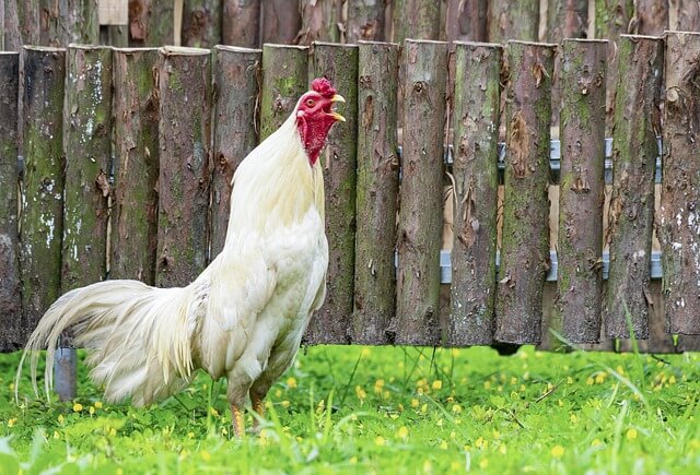 닭띠 남자와 잘맞는 띠,닭띠남자의 띠궁합(10)