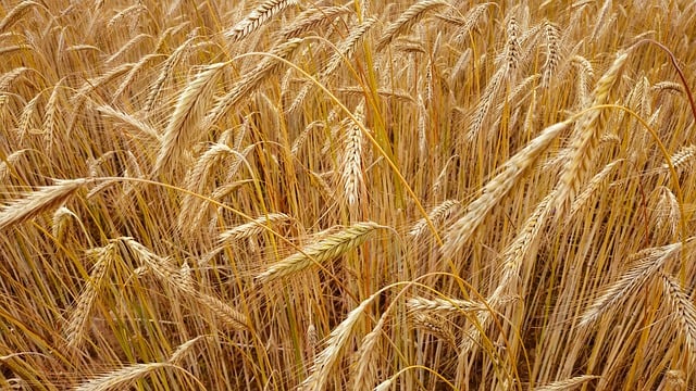 보리 익은 모습
