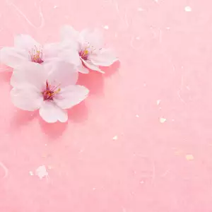 벚꽃 개화 시기