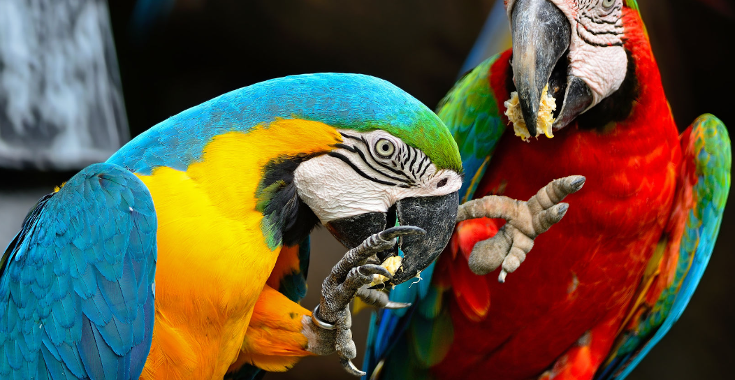 가족동물원 동물사진