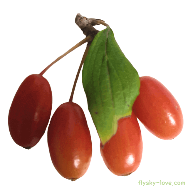 산수유 효능