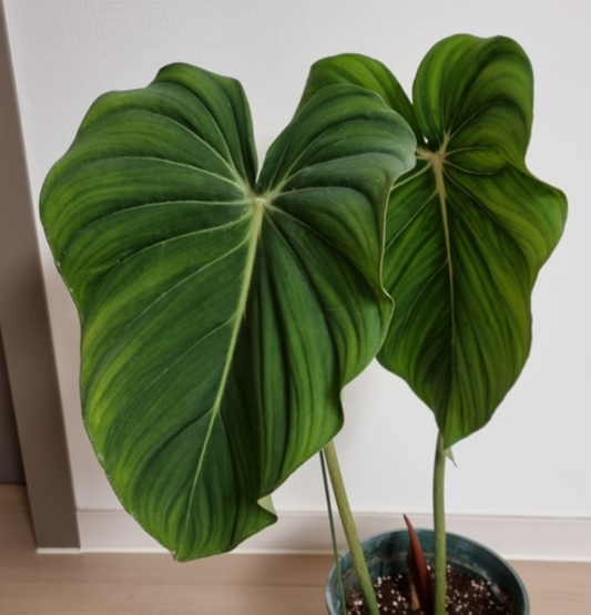 필로덴드론 파스타짜넘의 잎은 깊은 굴곡을 가진 짙은 녹색의 큰 잎으로 자라며 고급스러운 느낌을 줍니다.