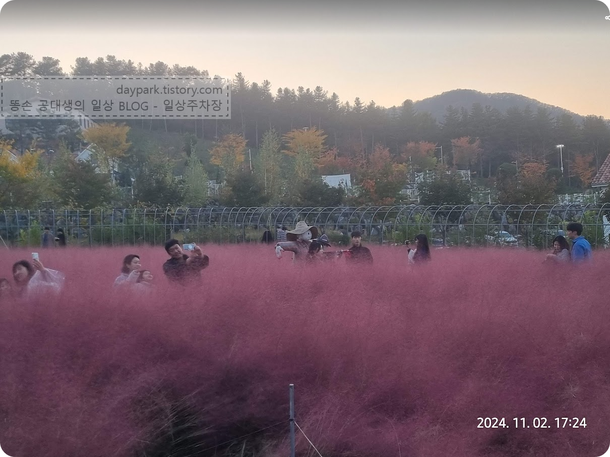 용인자작나무숲 핑크뮬리