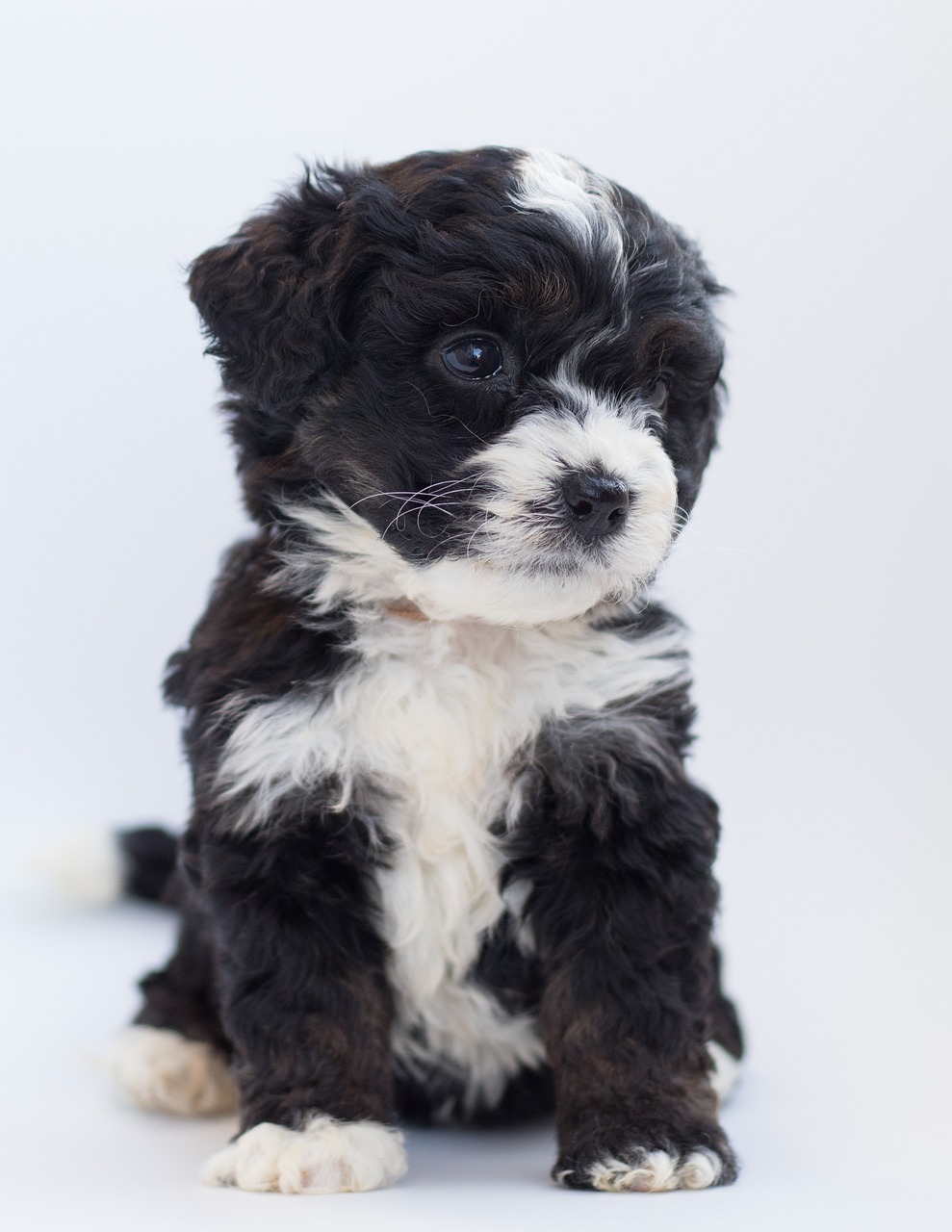 버니즈 마운틴 독(Bernese Mountain Dog)3