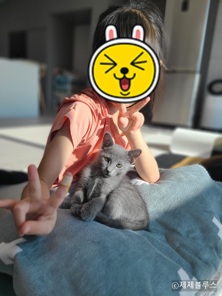 담요위-무릎냥이
