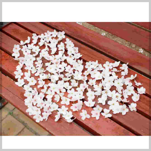 벚꽃 개화 현황&amp;#44; 만개 시기