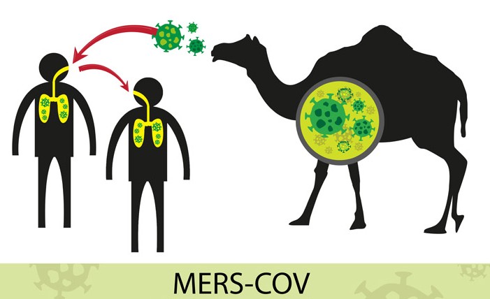 메르스 치사율(중동호흡기증후군) / 메르스 증상, 낙타, 메르스 백신