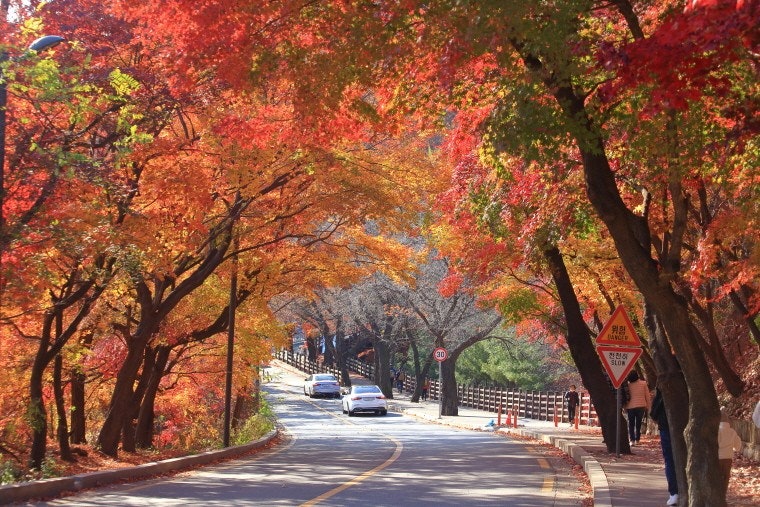 서울 단풍명소 TOP10 ❘ 2025 가을 여행 추천 스팟 총정리 관련 사진