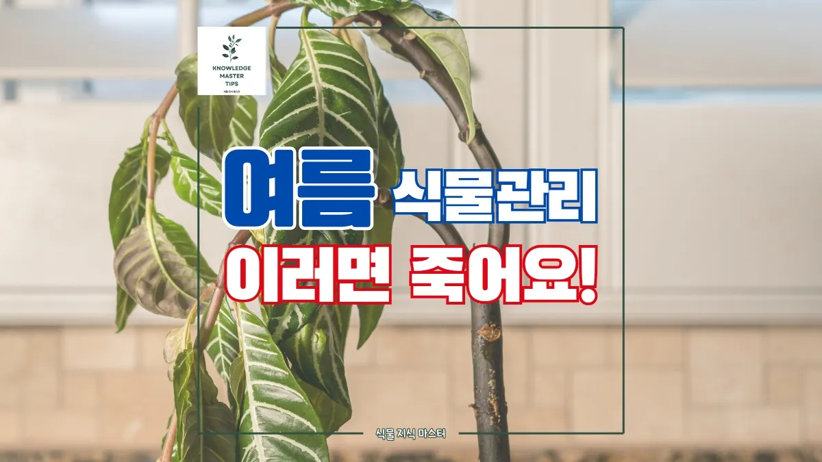 실내식물 여름철 관리 고온다습 통풍확보 물주기시간대 환기방법_3